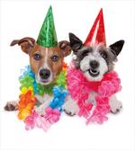 Birthday Terrier