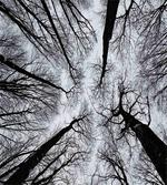Dark Winter Forest Tree