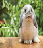 Photo of Holland Lop Rabbit
