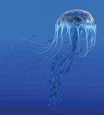 Blue Ocean Animal