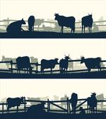 Farm Grazing Cows and Bulls