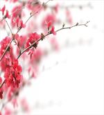 Cherry Blossoms Misty artwork