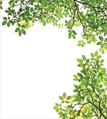 Fresh Branch with Leaves