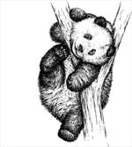 Little Panda Bear