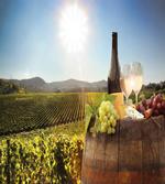 Famous Chianti Vineyard