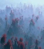 Autumn Trees in Mist