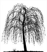 Barren Nature