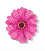 Gerbera Daisy