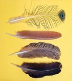 Orient Animal Wing Items
