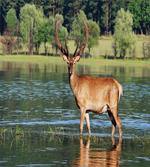 Mountain Animal in Water