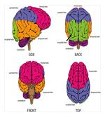 Human Brain Colors