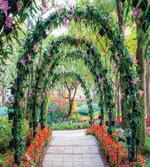 Flower Arches Plants