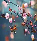 Blooming Sakura Flowers