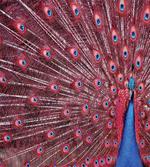 Peacock Bird Surreal