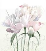 Pink Rose Tulip Abstract