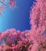 Cherry Blossom Trees