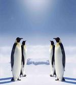 Penguins in Antarctica