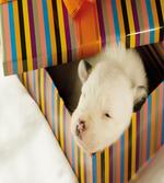 Newborn Dog in Gift Box Photo
