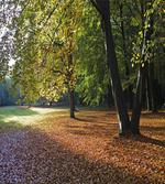 Tranquil Tiergarten Berlin