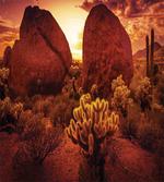Cactus Rocks Desert Scenery