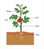 Parts of a Tomato Plant