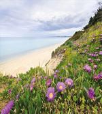 Aegean Sea with Blooming
