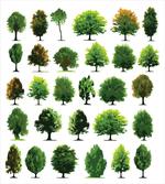 Pines Planes Bushes Tree