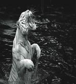 Exotic White Tiger