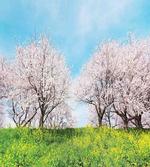 Japanese Spring Flowers artwork