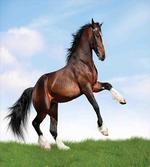 Horse Pacing on Grass