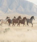 Wild Mustang Horses Art