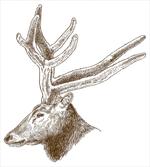 Wild Animal Engraving
