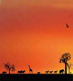 Safari Sunset with Gull