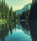 Tree Reflections on Calm Water