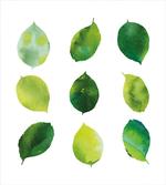 Watercolor Fresh Foliage