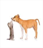 Kitten and a Stafford Puppy