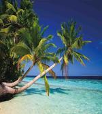 Tropic Island Palms