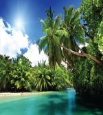 Mahe Island Lake Palms
