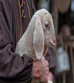 Baby Lamb Old Man