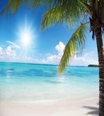 Tropical Seashore Palms