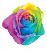 Romantic Blooms