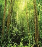 Rainforest Landscape artwork