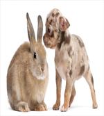 Chihuahua Puppy with Rabbit artwork