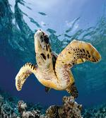 Hawksbill Sea Turtle