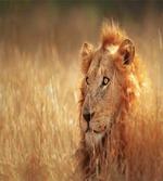 Male Lion Grass Field