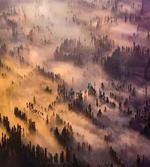 Forest Summer Morning
