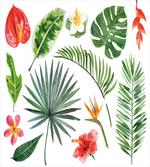 Heliconia Philodendron