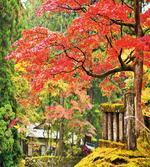 Sakura Tree Blossom