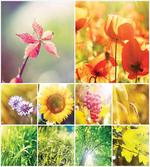 Flower Countryside View