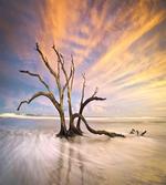 Dead Tree Sun Driftwood